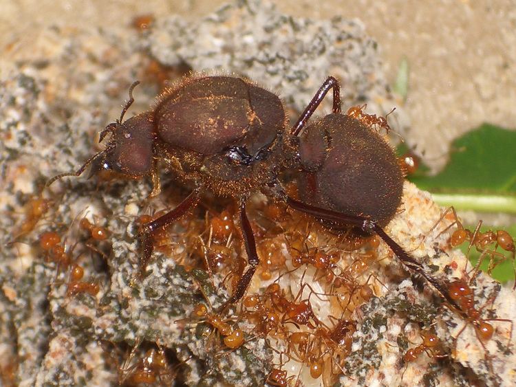 Atta cephalotes Ants Kalytta Atta cephalotes