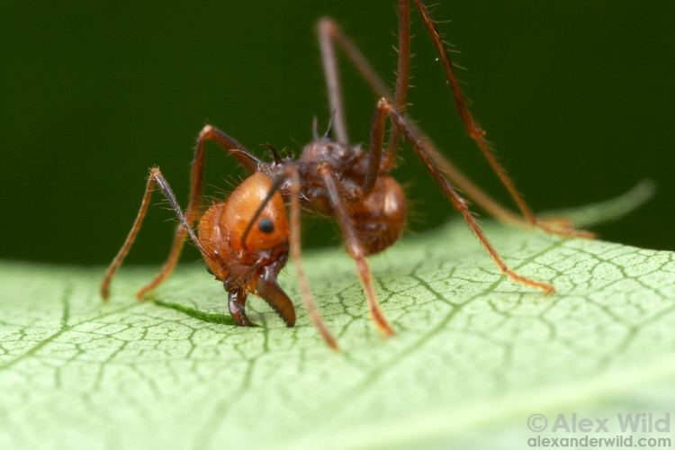 Atta cephalotes Atta Alex Wild Photography