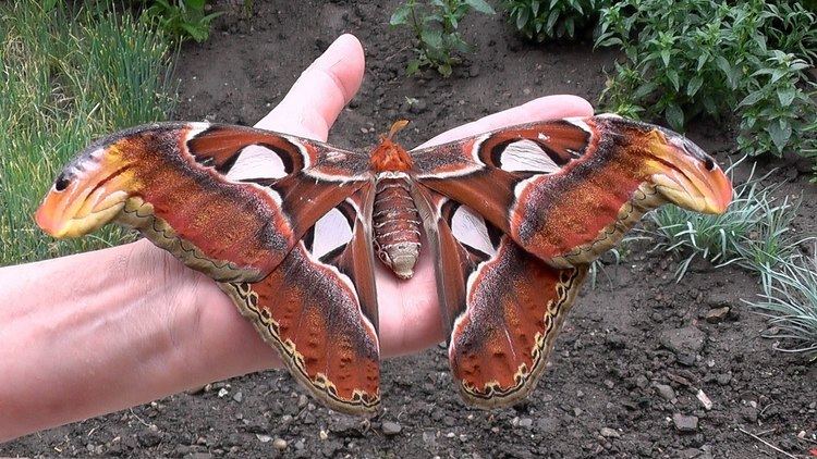 Attacus Attacus atlasAtlasspinnerAtlas moth YouTube