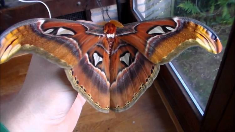 Attacus Giant moth Attacus atlas male YouTube