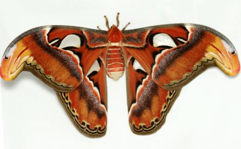 Attacus atlas Species Profile Attacus Atlas Moth The Herpetological Society of