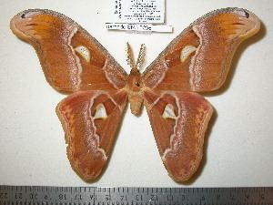 Attacus BOLD Systems Taxonomy Browser Attacus genus