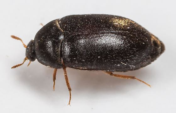 Attagenus Beetle Attagenus brunneus BugGuideNet