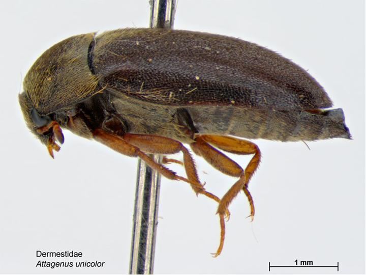 Attagenus Black carpet beetle Wikipedia