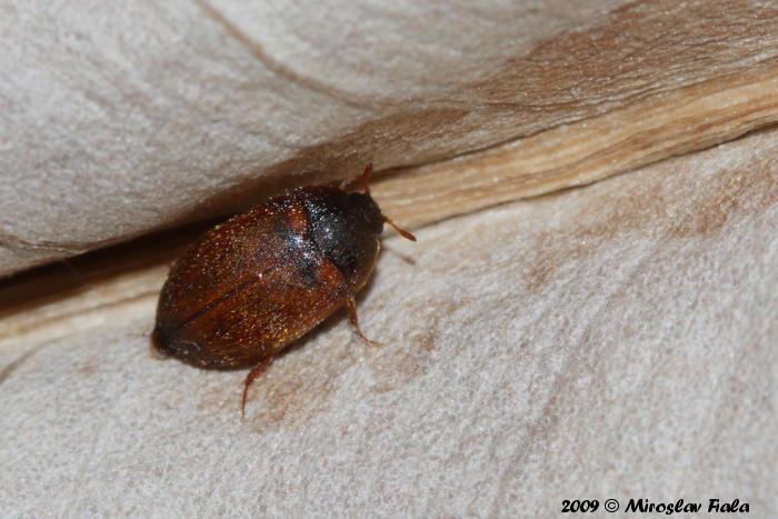 Attagenus smirnovi Attagenus smirnovi Brown carpet beetle Image BioLibcz