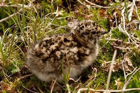 Attagis More on Attagis malouinus Whitebellied Seedsnipe