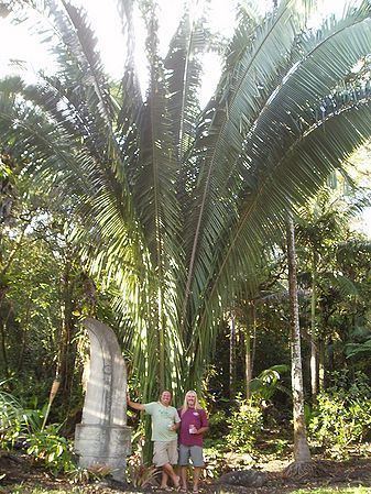Attalea cohune Attalea cohune Palmpedia Palm Grower39s Guide