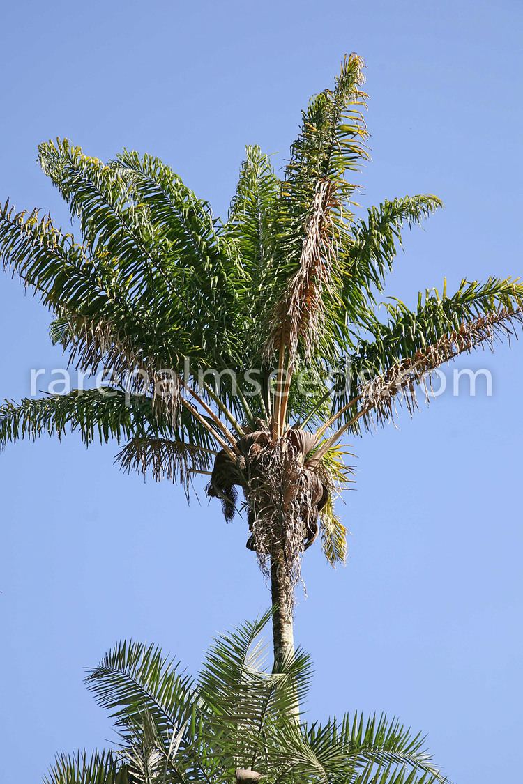 Attalea maripa Attalea maripa buy seeds at rarepalmseedscom