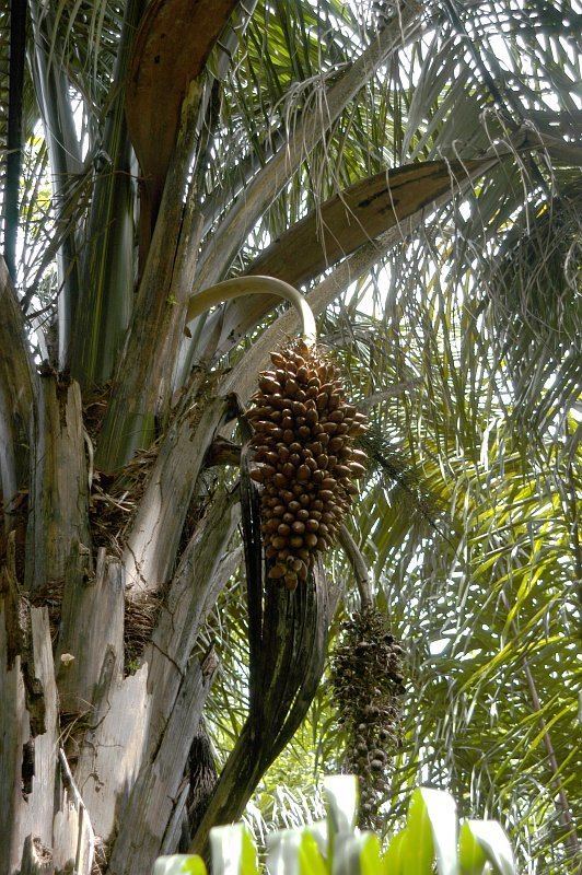 Attalea maripa emgtAttalea maripaltemgt palm tree widespread in the Amazon region