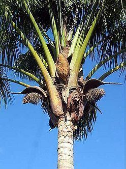 Attalea maripa wwwpalmpedianetwikiimagesthumb117Maripa03z