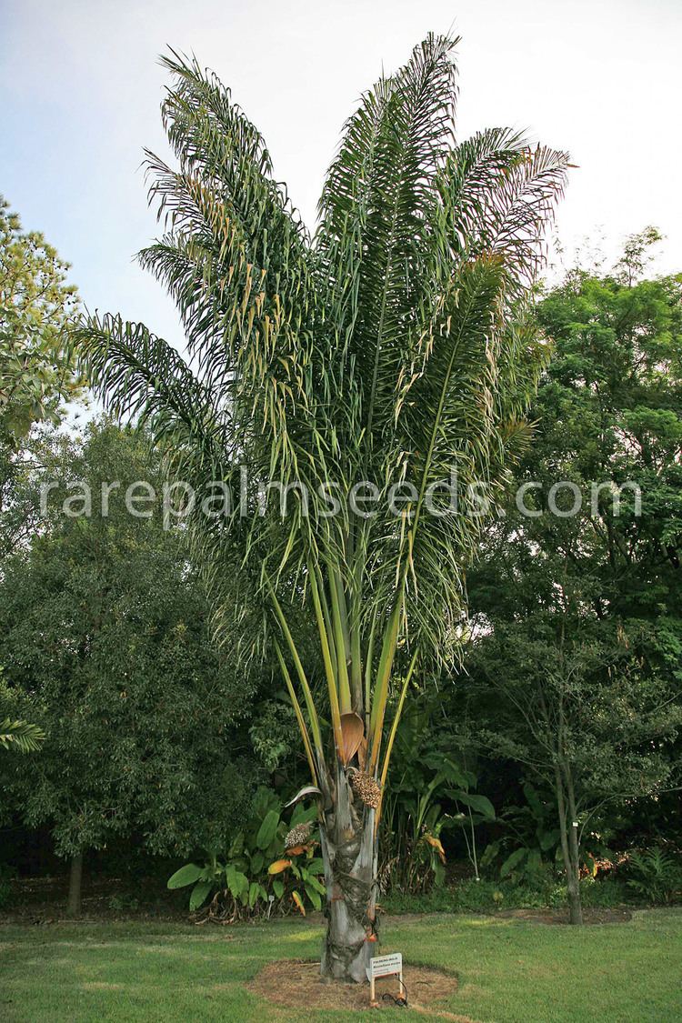 Attalea maripa Attalea maripa buy seeds at rarepalmseedscom