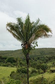 Attalea (palm) httpsuploadwikimediaorgwikipediacommonsthu