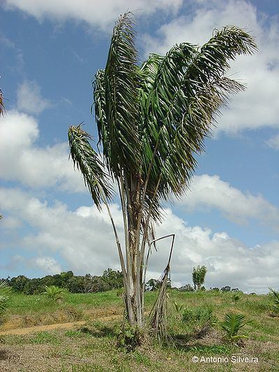 Attalea (palm) Attalea funifera Palmpedia Palm Grower39s Guide