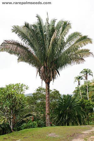 Attalea (palm) Attalea rostrata buy seeds at rarepalmseedscom