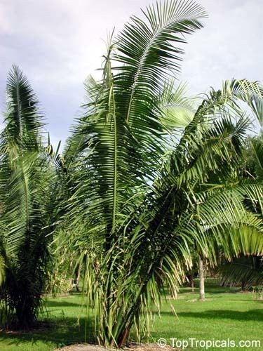 Attalea (palm) Orbignya speciosa Attalea speciosa American Oil Palm Babassu Palm