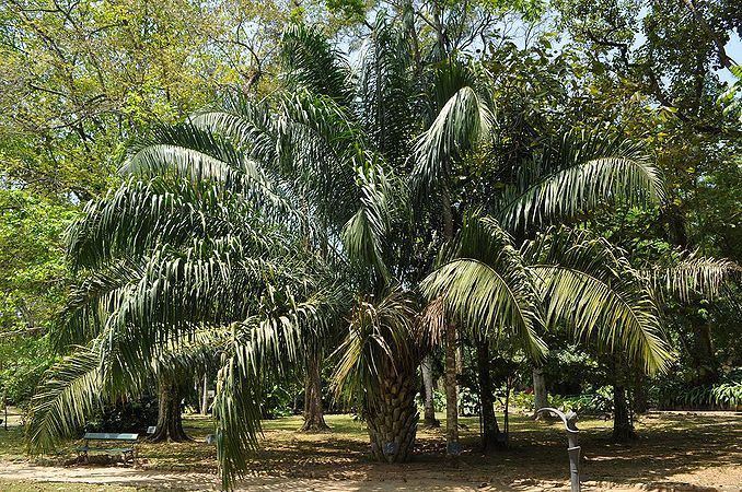 Attalea (palm) Attalea phalerata Palmpedia Palm Grower39s Guide