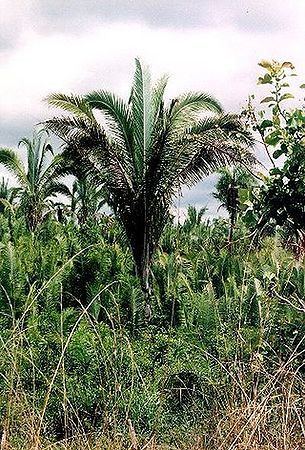 Attalea speciosa Attalea speciosa Palmpedia Palm Grower39s Guide