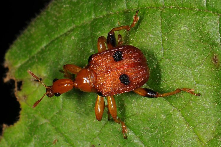 Attelabidae Classification Beetles of Borneo