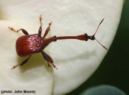 Attelabidae Papua Insects Foundation ColeopteraAttelabidae thumbnail gallery