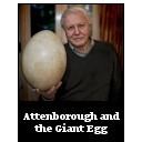 Attenborough and the Giant Egg cdntopdocumentaryfilmscomwpcontentuploads201