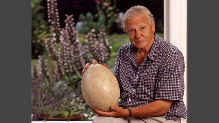 Attenborough and the Giant Egg BBC David Attenborough and the giant egg 1960 Zoo Quest to