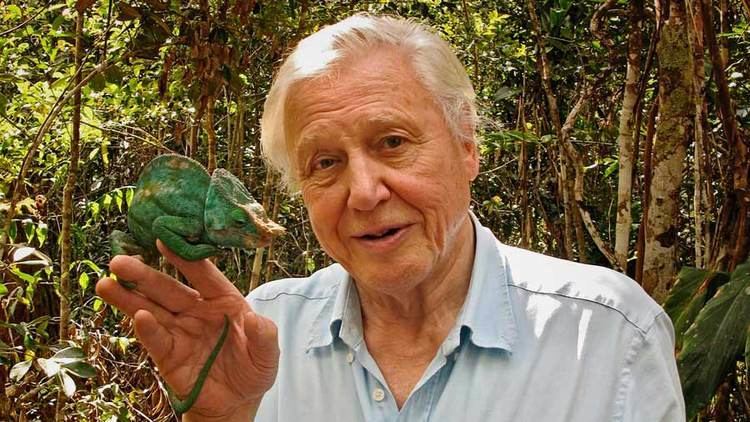 Attenborough and the Giant Egg David Attenborough39s The Giant Egg Network Ten