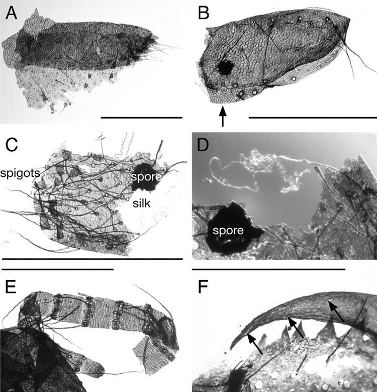 Attercopus Fossil evidence for the origin of spider spinnerets and a proposed