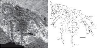 Attercopus Catalogue of Organisms Attercop