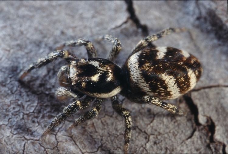 Attus Zebra Spider Salticus scenicus British Arachnological Society