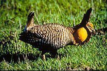 Attwater's prairie chicken httpsuploadwikimediaorgwikipediacommonsthu