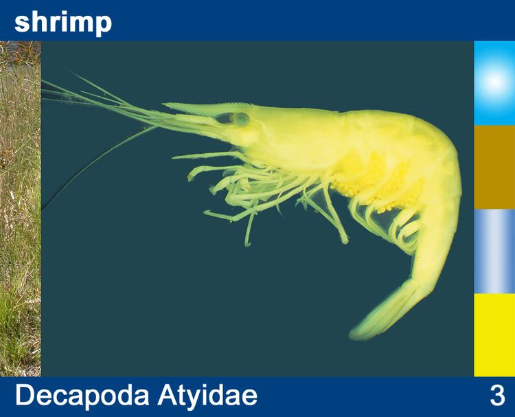 Atyidae Identification and Ecology of Autralian Freshwater Invertebrates