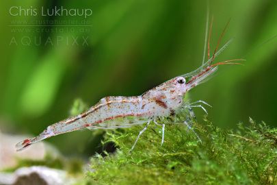 Atyidae Red Morph shrimp Atyidae