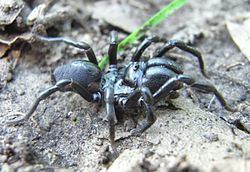 Atypus piceus httpsuploadwikimediaorgwikipediacommonsthu