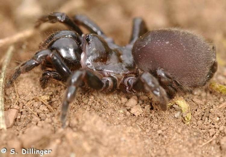 Atypus piceus Fotogalerie Arachnida