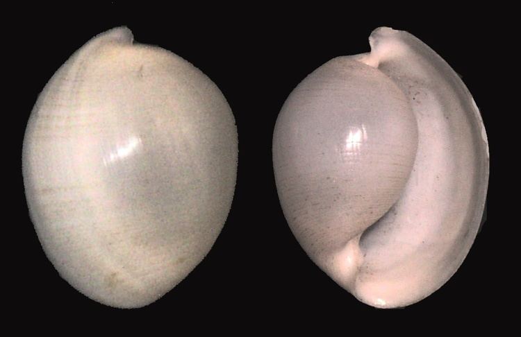 Atys (gastropod)