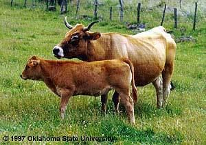 Aubrac (cattle) Breeds of Livestock Aubrac Cattle Breeds of Livestock