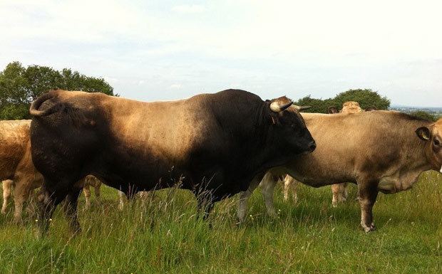 Aubrac (cattle) The Aubrac Cattle Breed Irish Aubrac Cattle Breed Society