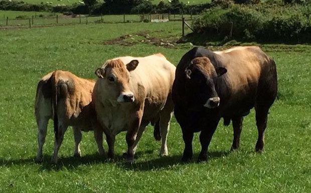 Aubrac (cattle) aubraciewpcontentuploads201411slide4jpg
