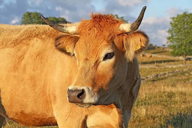Aubrac (cattle) 15 Things You Should Know About Aubrac Cattle THATSFARMINGCOM
