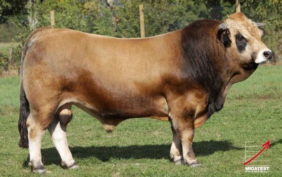 Aubrac (cattle) Bulls Archive Irish Aubrac Cattle Breed Society