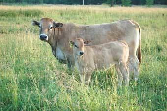 Aubrac (cattle) Aubrac beef breed making headway in the industry Cattle Business