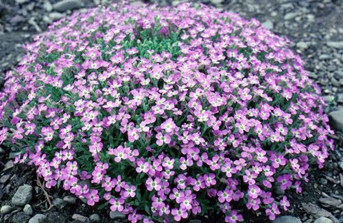 Aubrieta deltoidea Explore Cornell Home Gardening Flower Growing Guides Growing Guide