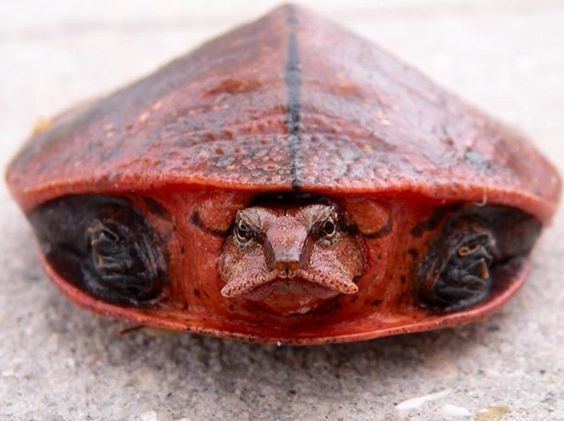 Aubry's flapshell turtle httpssmediacacheak0pinimgcom564x51109e