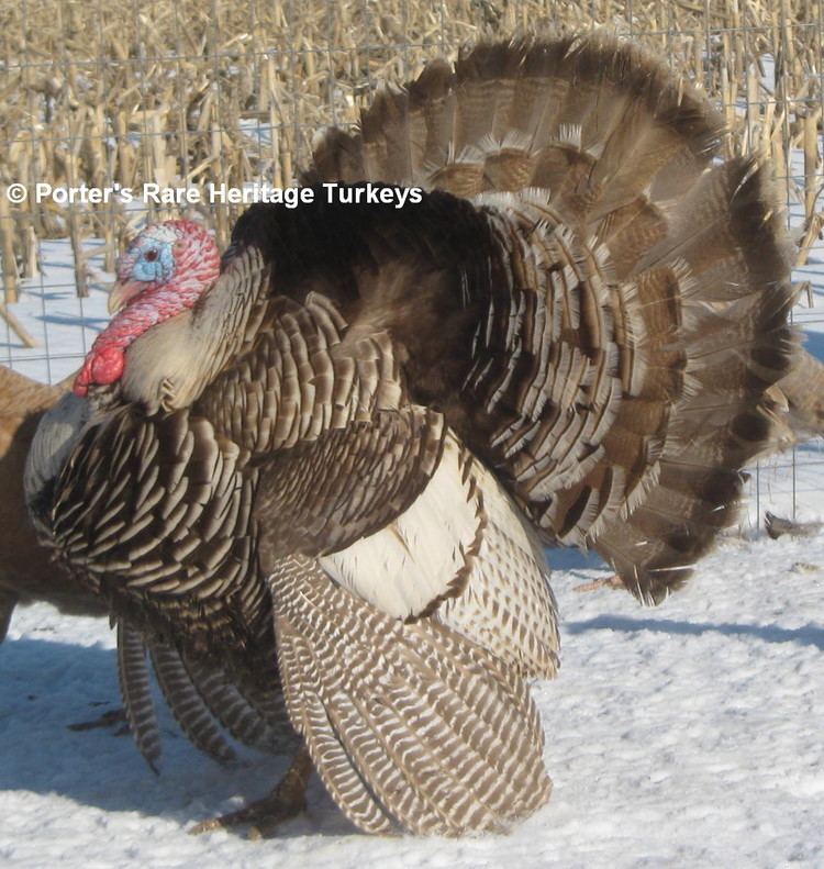 Auburn turkey Silver Auburn Porter39s Rare Heritage Turkeys