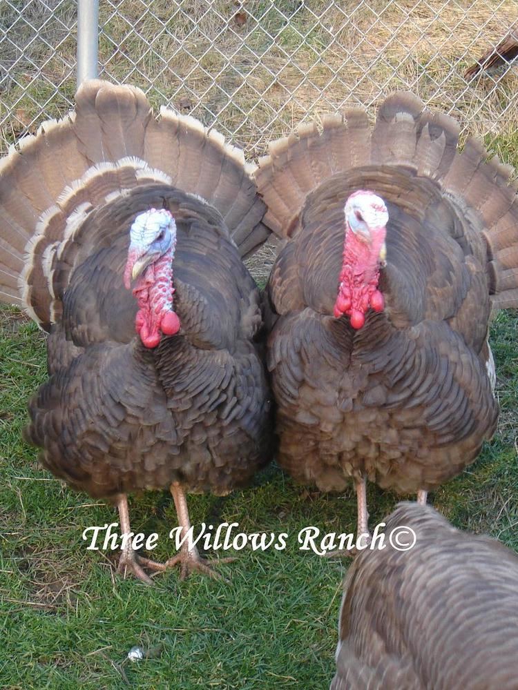 Auburn turkey Auburn turkeys heritage turkeys rare turkeys Narraganset turkeys