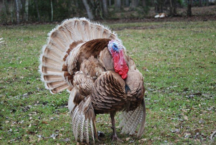 Auburn turkey wwwbackyardchickenscomcontenttype61id677473