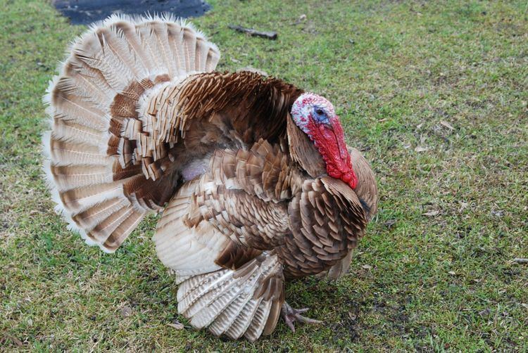 Auburn turkey silver auburn and brown auburn turkeys