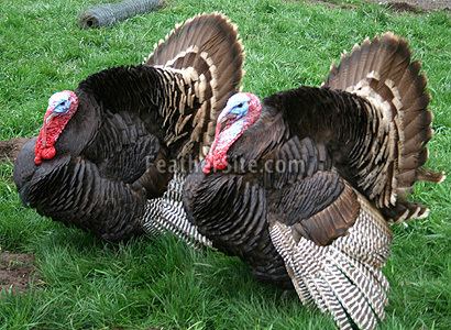 Auburn turkey Auburn Turkeys