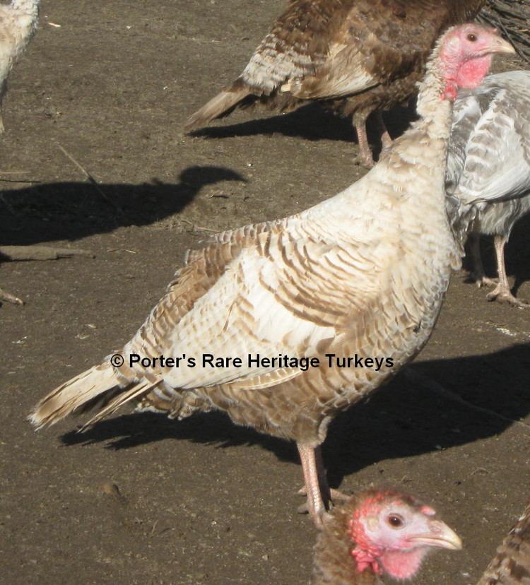 Auburn turkey Silver Auburn Porter39s Rare Heritage Turkeys