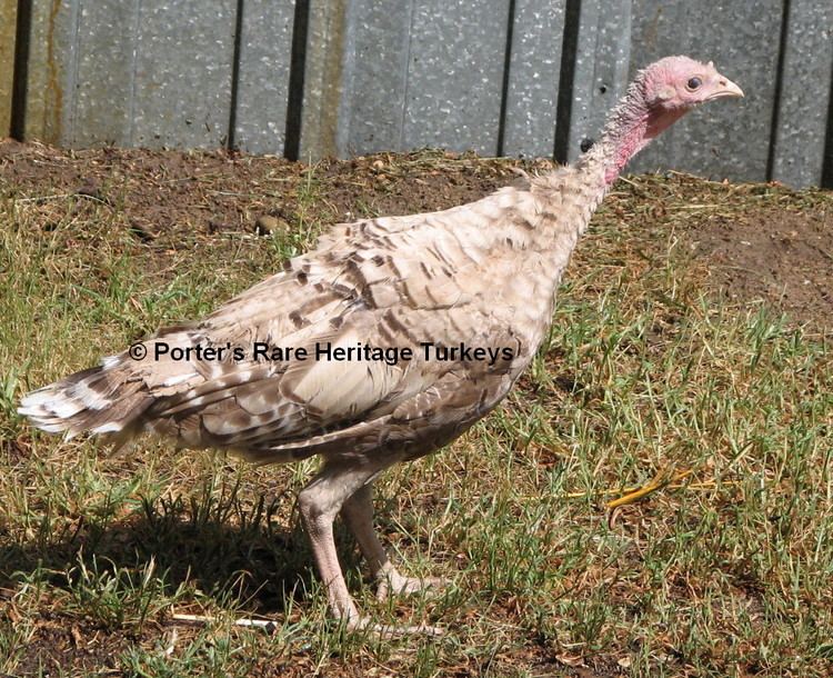 Auburn turkey Silver Auburn Porter39s Rare Heritage Turkeys